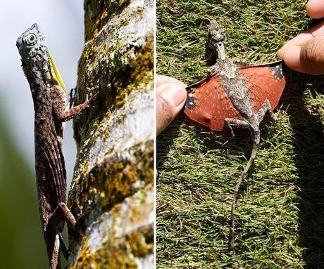 DracoBeccarii Los Dragones aún existen pero en miniatura (Draco Beccarii)