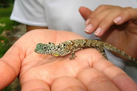 DracoBeccarii-09 Los Dragones aún existen pero en miniatura (Draco Beccarii)