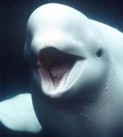 ballena blanca en extincion