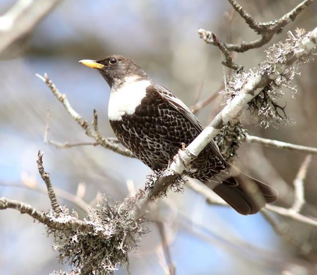 PAJAROS DE ALTURA-BIRDS OF HEIGHT