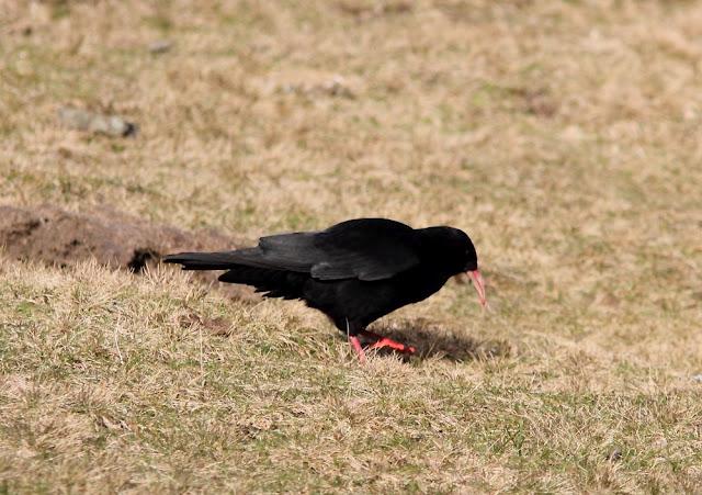 PAJAROS DE ALTURA-BIRDS OF HEIGHT
