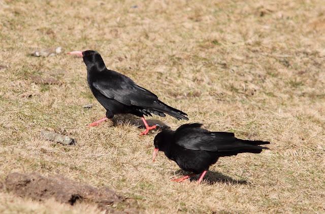 PAJAROS DE ALTURA-BIRDS OF HEIGHT