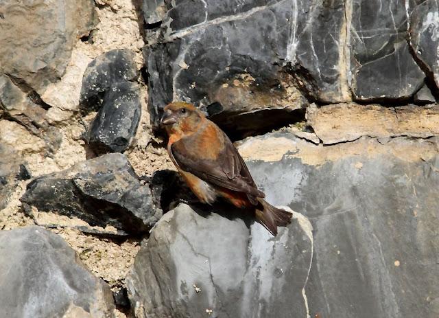 PAJAROS DE ALTURA-BIRDS OF HEIGHT