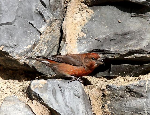 PAJAROS DE ALTURA-BIRDS OF HEIGHT