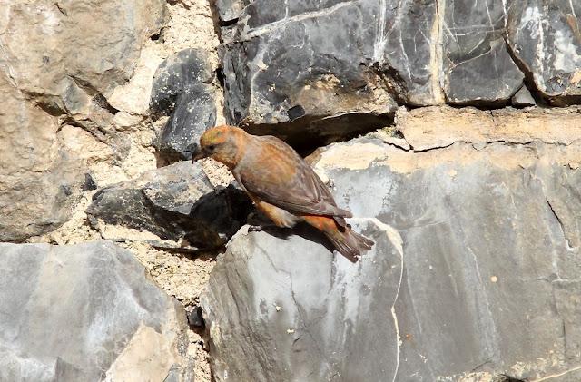 PAJAROS DE ALTURA-BIRDS OF HEIGHT