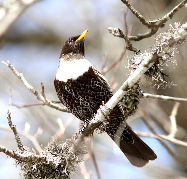 PAJAROS DE ALTURA-BIRDS OF HEIGHT