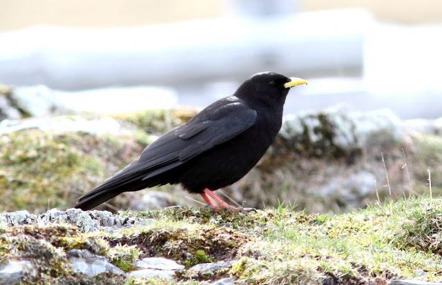 PAJAROS DE ALTURA-BIRDS OF HEIGHT