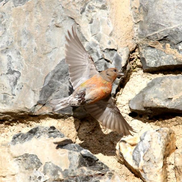 PAJAROS DE ALTURA-BIRDS OF HEIGHT