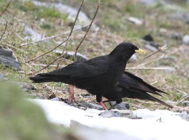PAJAROS DE ALTURA-BIRDS OF HEIGHT