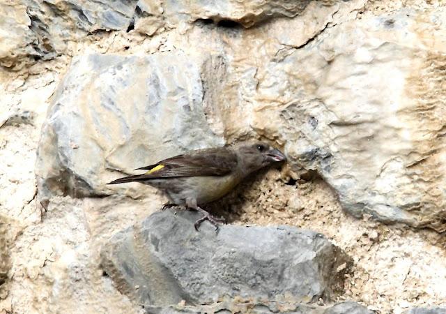 PAJAROS DE ALTURA-BIRDS OF HEIGHT