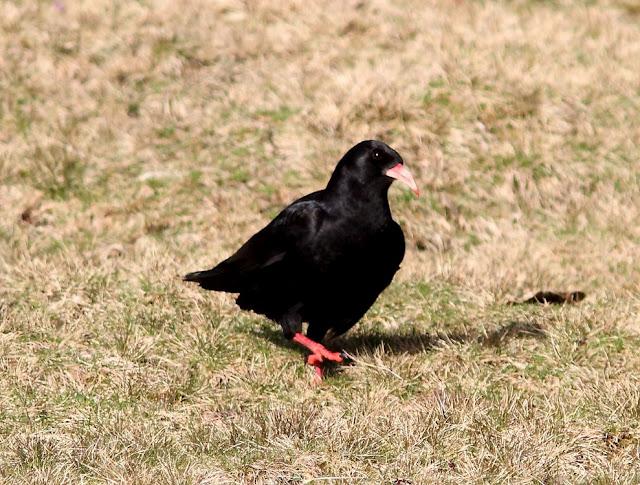 PAJAROS DE ALTURA-BIRDS OF HEIGHT