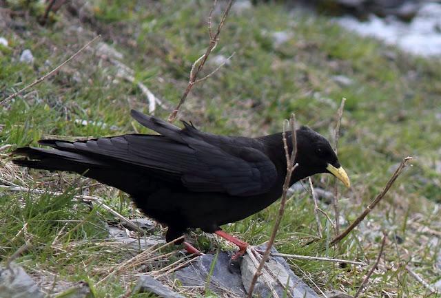PAJAROS DE ALTURA-BIRDS OF HEIGHT