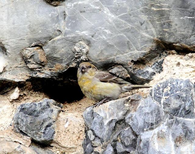 PAJAROS DE ALTURA-BIRDS OF HEIGHT