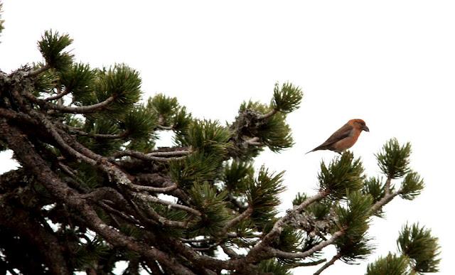 PAJAROS DE ALTURA-BIRDS OF HEIGHT