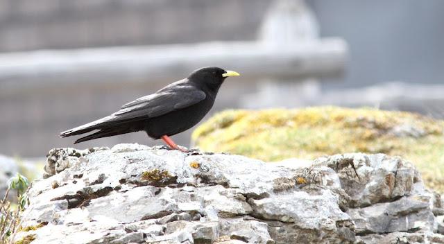 PAJAROS DE ALTURA-BIRDS OF HEIGHT