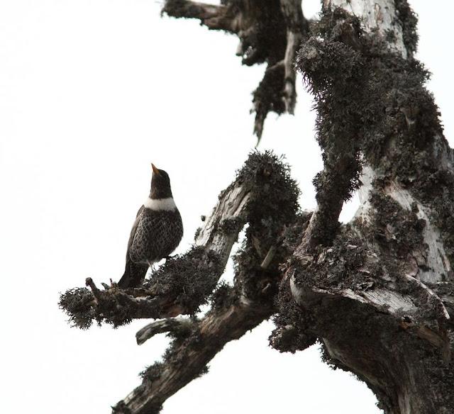 PAJAROS DE ALTURA-BIRDS OF HEIGHT