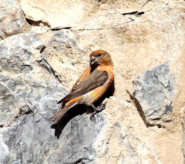 PAJAROS DE ALTURA-BIRDS OF HEIGHT