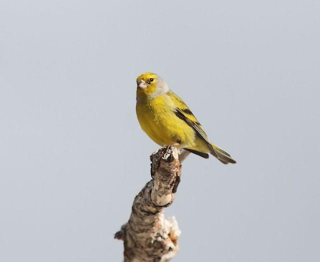 PAJAROS DE ALTURA-BIRDS OF HEIGHT