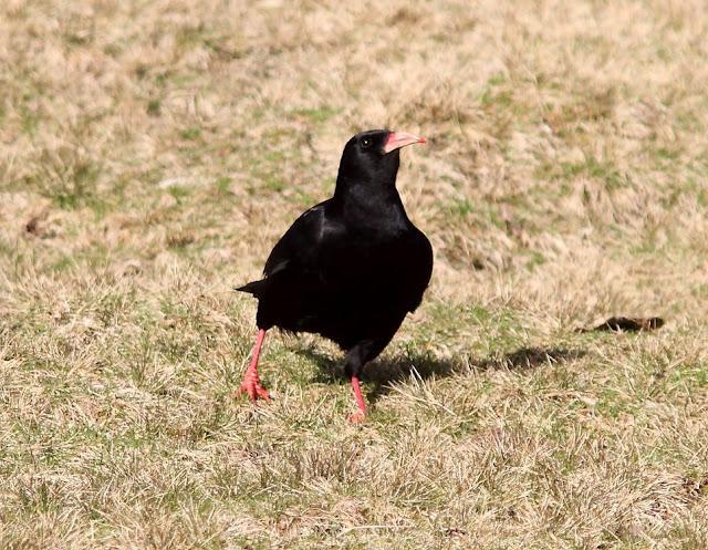 PAJAROS DE ALTURA-BIRDS OF HEIGHT