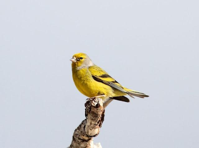 PAJAROS DE ALTURA-BIRDS OF HEIGHT