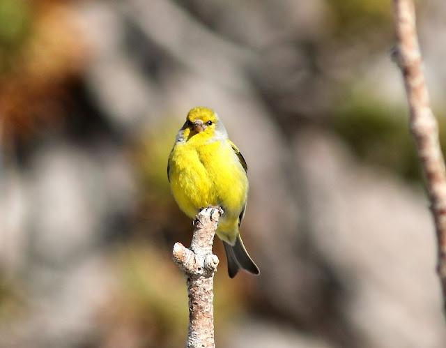 PAJAROS DE ALTURA-BIRDS OF HEIGHT