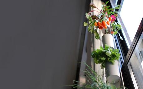 newprod-vertcol-580x930 newprod vertcol 580x930 Jardin en espacio minimo ventana