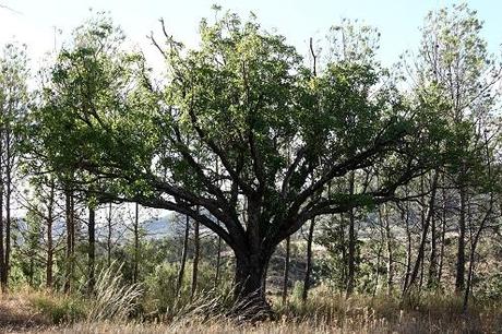 Árboles singulares de Huesca - Cornicabra de Torre Salgar (Baldellou)