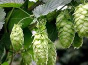 Remedios naturales para ansiedad comer