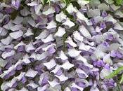 Lluvia pétalos color lila