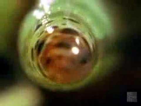 Spinochordodes tellinii (Recuerdan a pepito grillo, la conciencia de Pinocho.... este parásito actua de manera similar)