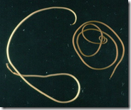 Spinochordodes tellinii (Recuerdan a pepito grillo, la conciencia de Pinocho.... este parásito actua de manera similar)