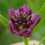 planta curativa Poligala