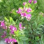 planta curativa Poligala