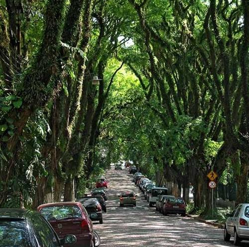 cidadespossiveis:  Túnel verde da Rua Gonçalo de Carvalho, Porto...
