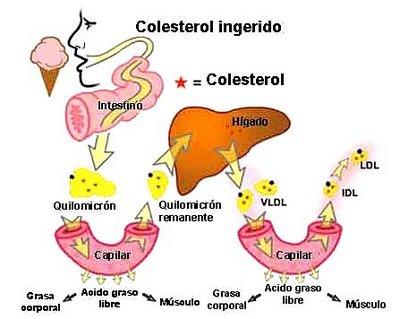 Metabolismo de lípidos en el organismo