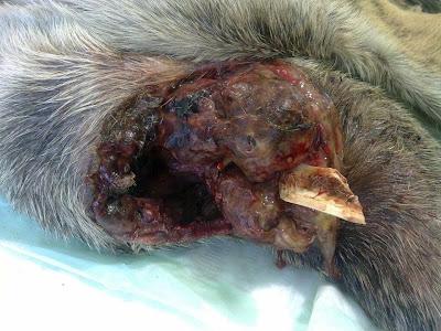 ESPANTOSO LO QUE HAN HECHO A ESTE POBRE GALGO. UBEDA (JAEN)