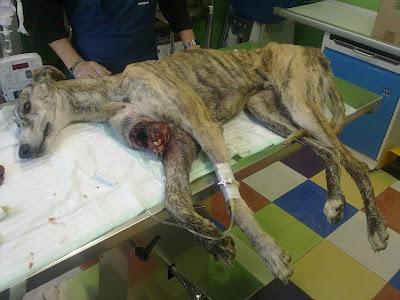 ESPANTOSO LO QUE HAN HECHO A ESTE POBRE GALGO. UBEDA (JAEN)