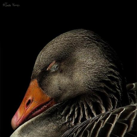 CP Tanéyev. Obertura “La Orestíada” & Sinfonía nº 4