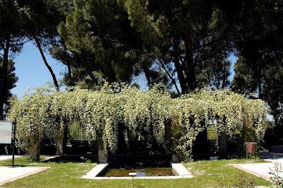 Parque de la rosaleda, Madrid