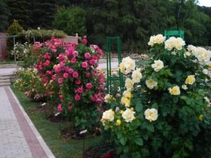 Parque de la rosaleda, Madrid