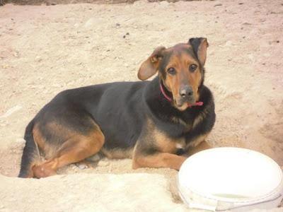 ROCKY, un bonito regalo de más de 30 kilos para un niño que acabó en la perrera. (GRANADA).‏