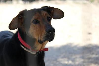 ROCKY, un bonito regalo de más de 30 kilos para un niño que acabó en la perrera. (GRANADA).‏