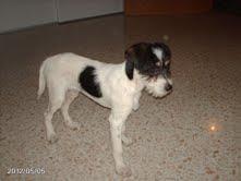 CACHORRO PERDIDO EN ALCALA DE GUADAIRA SEVILLA, NO TIENE CHIP ¿LO RECONOCEIS?‏