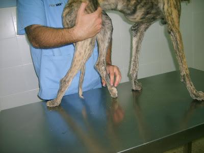 Galga atropellada si no se opera se queda paralitica. (SEVILLA)‏