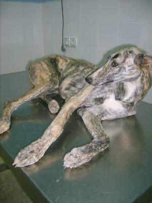 Galga atropellada si no se opera se queda paralitica. (SEVILLA)‏