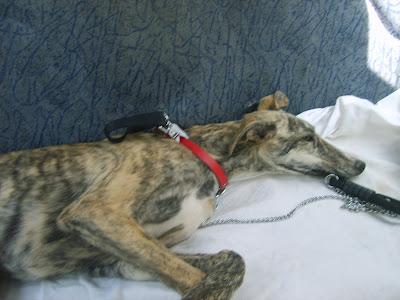 Galga atropellada si no se opera se queda paralitica. (SEVILLA)‏