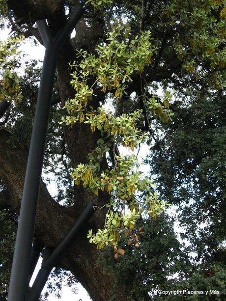 Ruta senderista hasta la encina Terrona: cuando la Naturaleza se convierte en Monumento