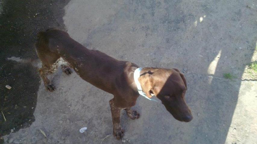 Indalo, casi atropellado por mendigar un paquete de patatas de fritas