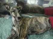 SOSsuerte CACHORRA galga atropellada opera queda para paralítica