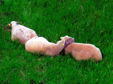 Pastaron a sus anchas y luego reposaron a gusto